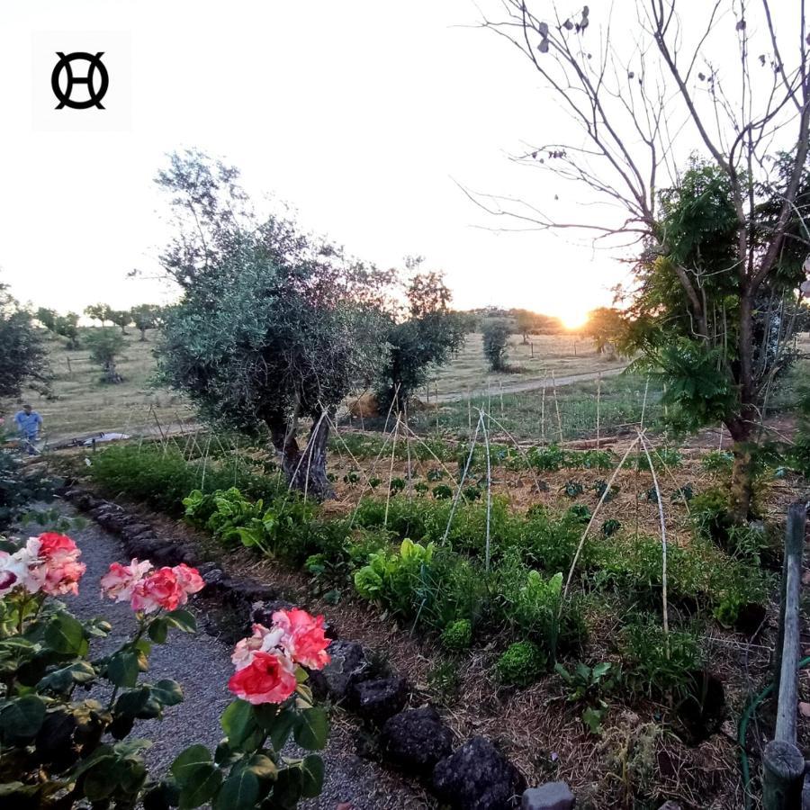 Herdade Da Ordem Cabeço de Vide Extérieur photo